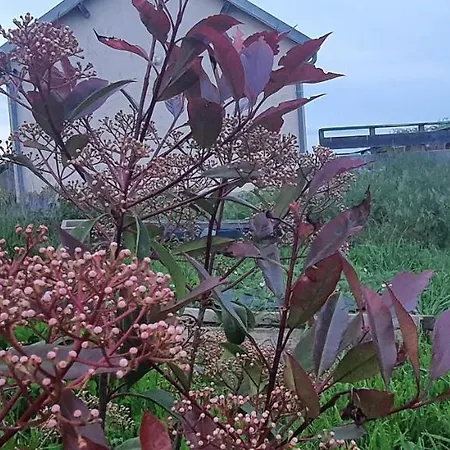 Chante Cristal Target