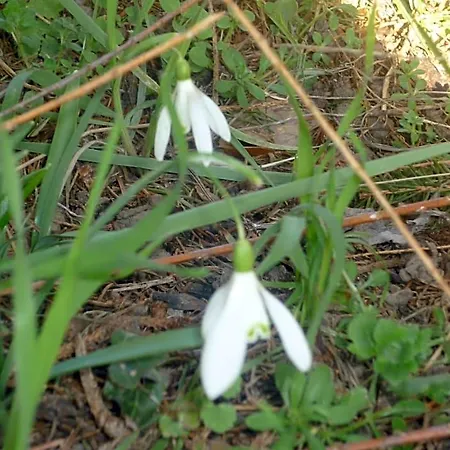Chante Cristal 3*