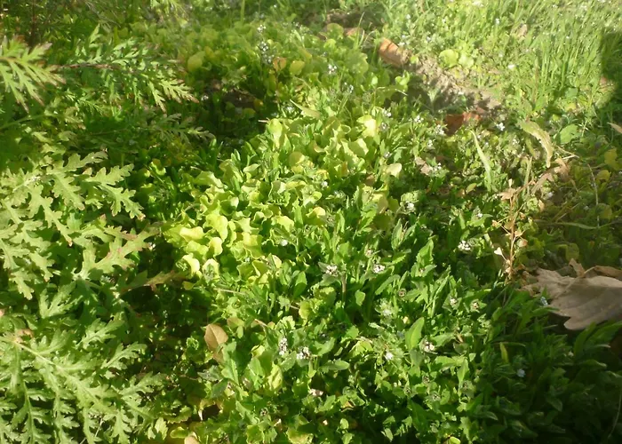 Bed & Breakfast Chante Cristal Target