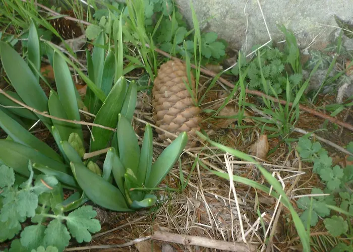 Chante Cristal Bed & Breakfast